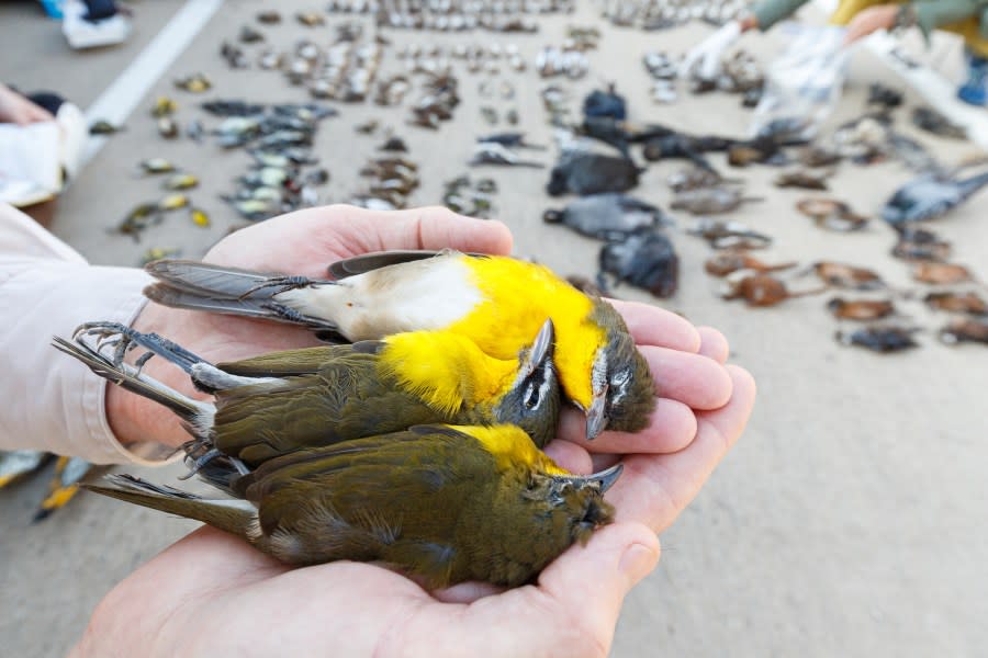 Volunteers inventorying birds as part of the Lights Out Texas campaign. Lights Out helps issue alerts for heavy bird migrations to assist buildings in turning off excess lights to avoid building strikes. (Photo by the Texas Conservation Alliance)