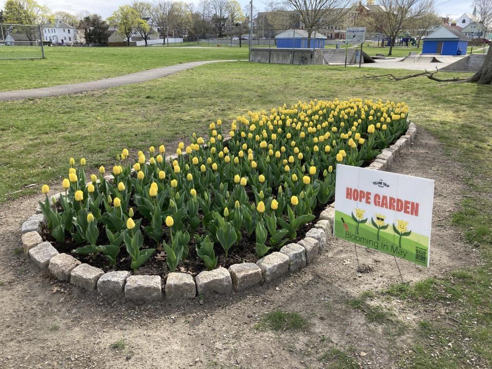The 450 tulips in the Hope Garden planted in Trevor Viera's honor by his mother Christine, grandmother Donna and her friends at Livesey Park in Fairhaven blooms were planted in November and are in bloom this year.