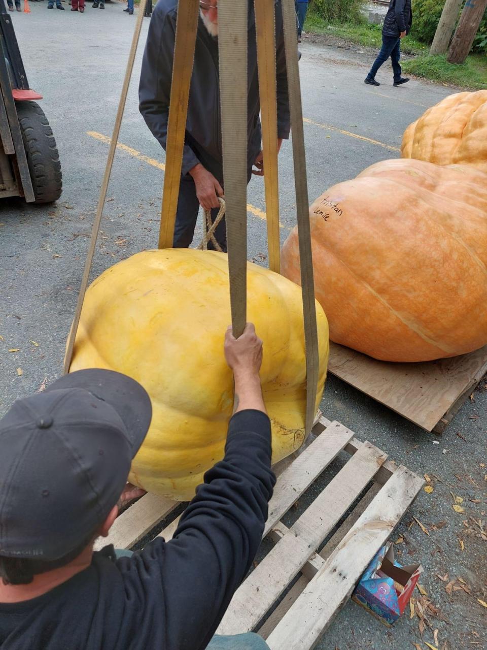 Giant pumpkins can't hold their weight, so farmers have to use makeshift baskets made of straps to lift them without cracking them.