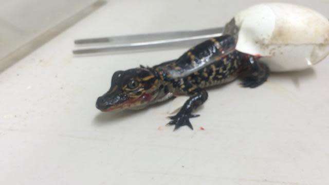 Video Of Baby Alligator Breaking Out Of Egg Goes Viral