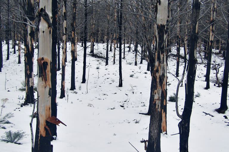 En la zona patagónica de la Cuesta del Ternero, cercana a El Bolsón, los incendios del verano de 2021 afectaron severamente unas 16.000 hectáreas