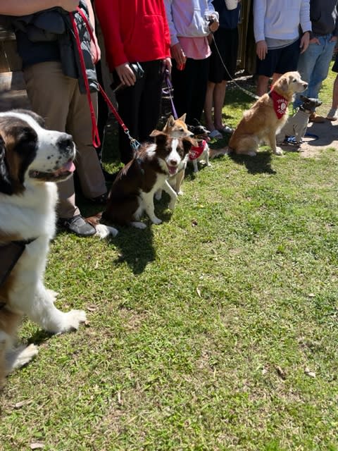 Dogs from Bayou Buddies Pet Therapy are visiting residents at Christopher Addiction Center.