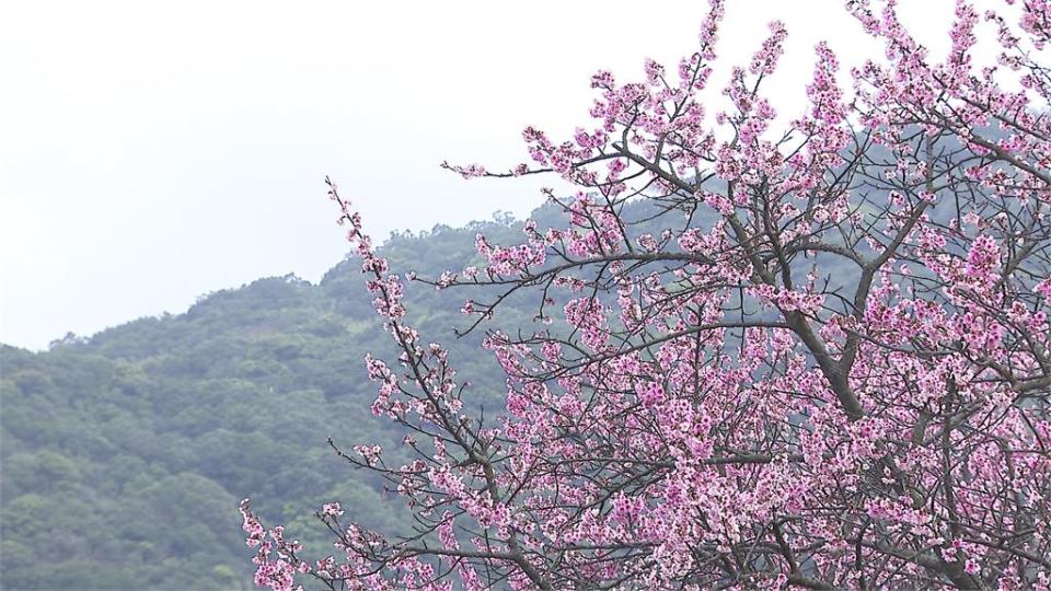 粉紅風暴來襲！　陽明山平菁街賞花秘境獨家曝光