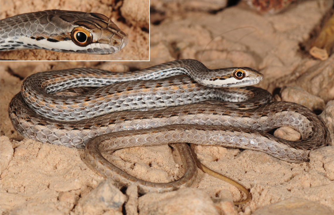 A Psammophis cornusafricae, or African Horn sand snake, curled up on the ground.