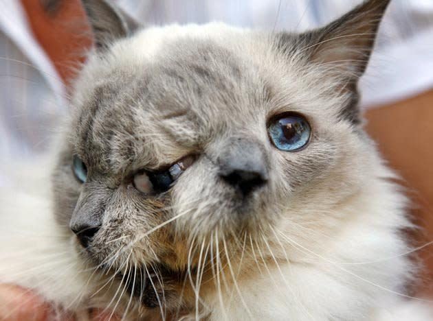 Frank y Louie, un gato con dos narices, dos bocas y tres ojos cumplió 12 años y es el gato de dos caras más longevo del mundo. AP Photo/Steven Senne