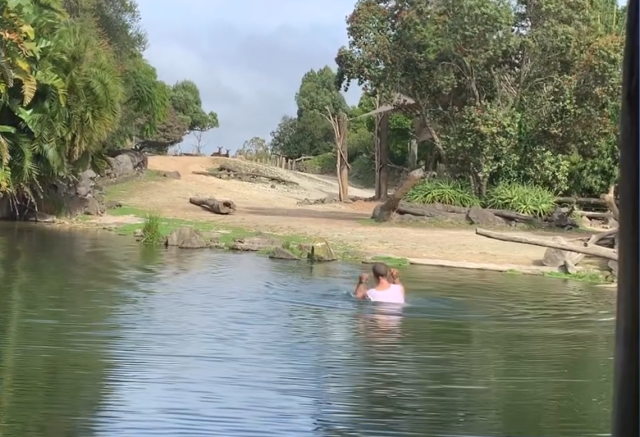 Zoo visitor scares rhinos by jumping into their enclosure, taking a swim in  New Zealand