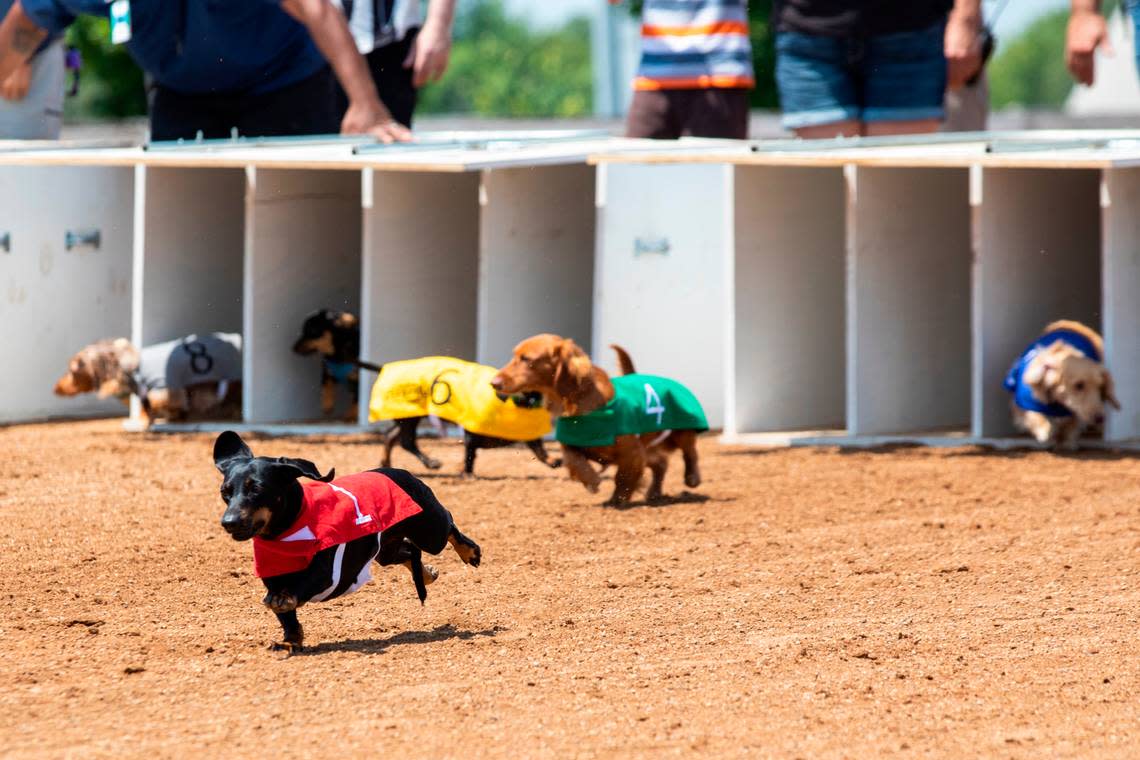 Proceeds for the Red Mile’s 2022 Wiener Dog Race go to the Lexington Humane Society.