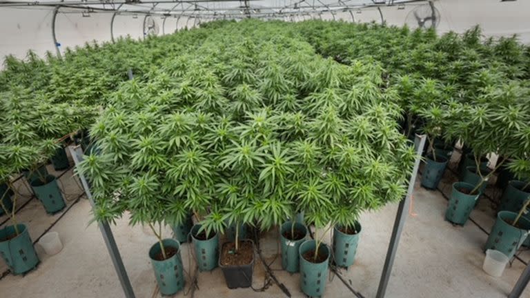 En Jujuy, en agosto habrá 35 hectáreas plantadas con cannabis