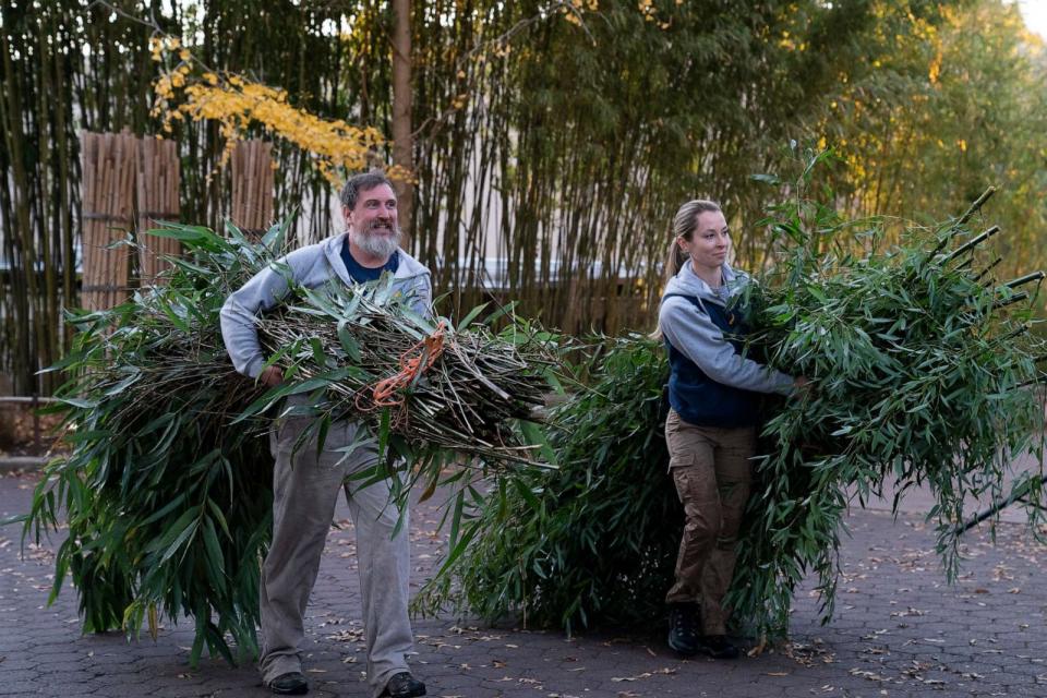 PHOTO: Smithsonian National Zoo and Conservation Biology Institute staff members carry bamboo to be transported with giant pandas Mei Xiang, Tian Tian and Xiao Qi on their journey aboard the Panda Express to China, Nov. 8, 2023. (Stephanie Scarbrough/AP)