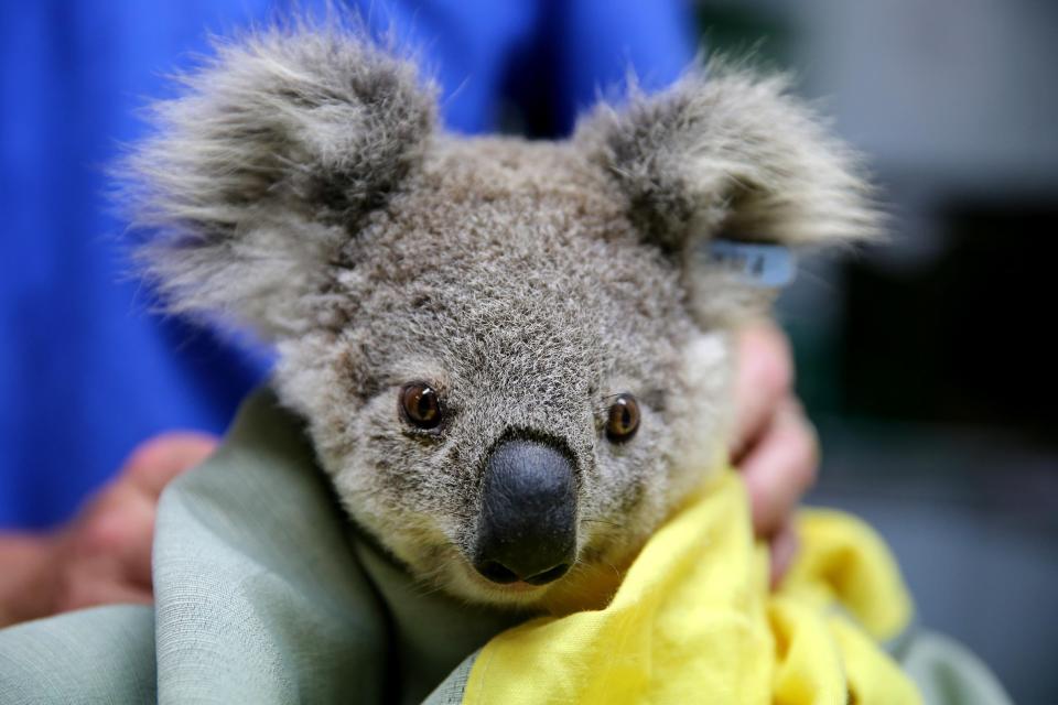 Koala hospital Australia bushfires