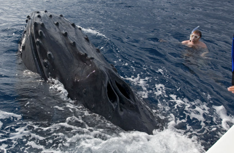 A snorkeler floats in the ocean near a surfacing whale with barnacles on its head, close to a boat