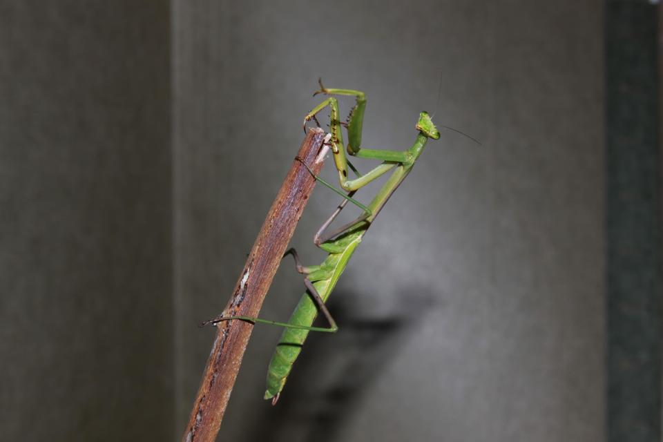 This undated photo provided by Yen Saw shows a Larger Florida mantis, Stagmomantis floridensis, in Katy, Texas. Saw has been keeping mantises for nearly ten years, since his son got interested in them. One interesting aspect of keeping insects is that in a limited space and over a short time you can breed many generations. (AP Photo/Yen Saw)