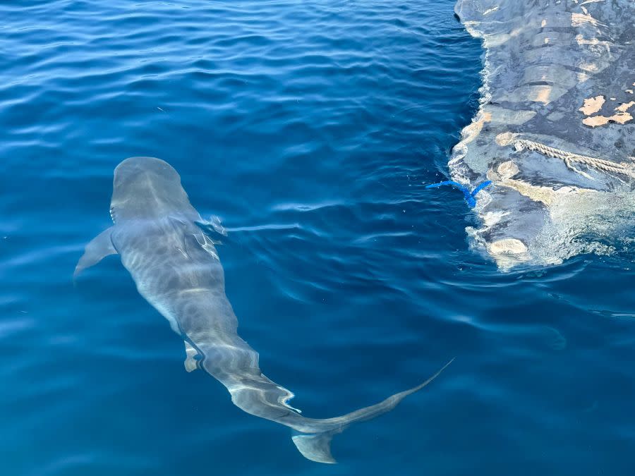 Sharks feeding on sperm whale carcass courtesy of Sea Tow