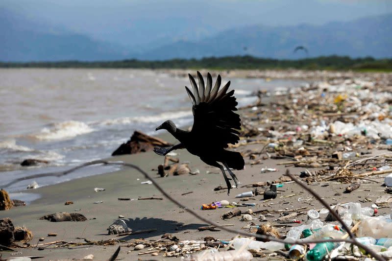 FILE PHOTO: A vulture is pictured at a beach covered in trash washed up from the Motagua River in the village of Quetzalito, in Puerto Barrios