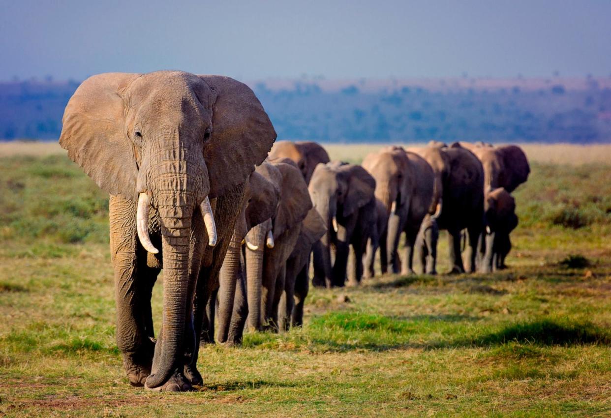 PHOTO: A family or herd of African Elephants march in a line toward a water hole in Amboseli National Park, Kenya in this undated stock photo. (STOCK PHOTO/Getty Images)