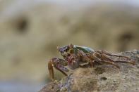 Seas and reefs make an amazing combination to see a huge variety of crabs. Large crabs. Small crabs. Crabs with huge pincers. They are everywhere – from the beaches to the forests.