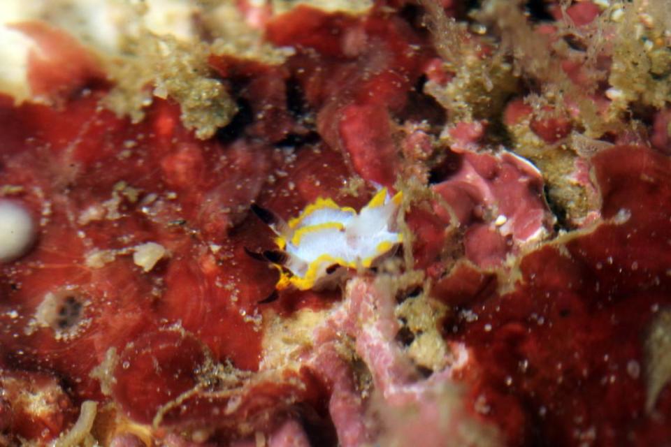 A Naisdoris aurornata, or golden sea slug.