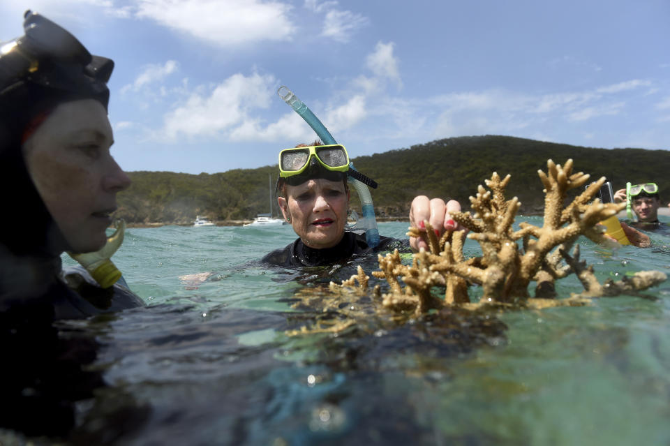 In this Friday Nov. 25, 2016, photo Australian senator Pauline Hanson listens to marine scientist Alison Jones, left, as she displays a piece of coral on the Great Barrier Reef off Great Keppel Island, Queensland, Australia. Australian scientists say warming oceans year 2016 have caused the biggest die-off of corals ever recorded on Australia's Great Barrier Reef. The Australian Research Council Centre of Excellence for Coral Reef Studies said Tuesday, Nov. 29, 2016, that the worst-affected area was a 700-kilometer (400-mile) swath in the north of the World Heritage-listed 2,300-kilometer (1,400-mile) chain of reefs off Australia's northeast coast. (Dan Peled, AAP Image via AP)