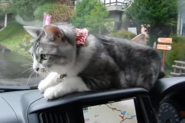 Cat has epic battle with persistent windshield wiper