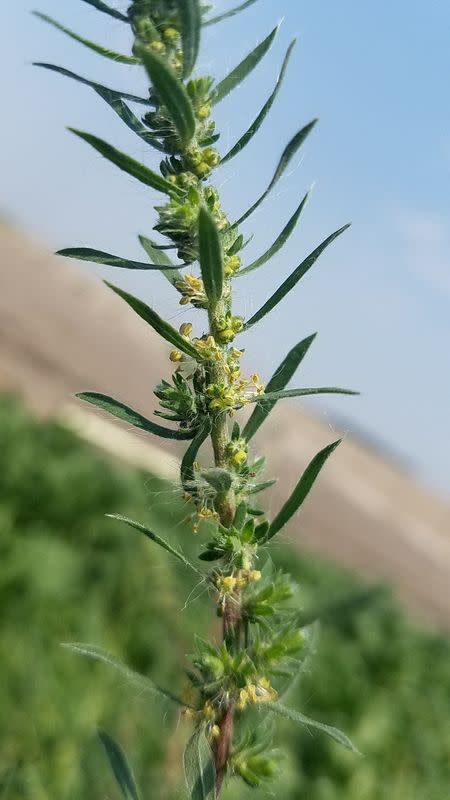 Kochia is seen in a sugar beet field in Parma