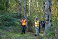 Washington State Department of Agriculture entomologists track three Asian giant hornets near Blaine