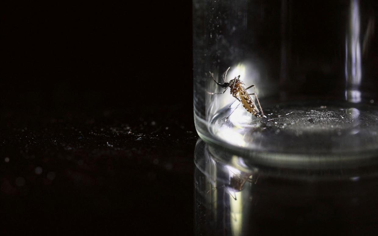 An Aedes aegypti mosquito is kept in a container in Buenos Aires, Argentina