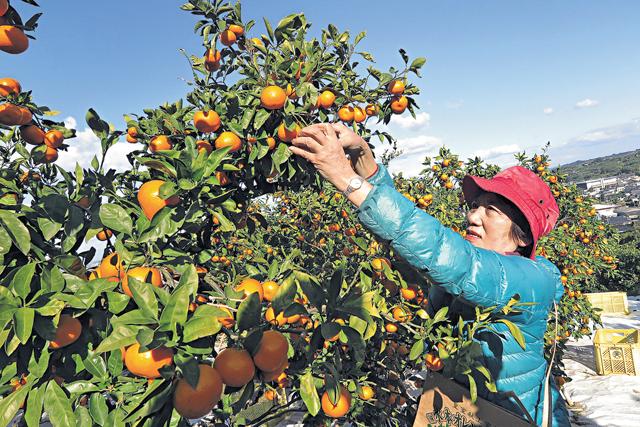 水本太太親身示範如何摘柑。