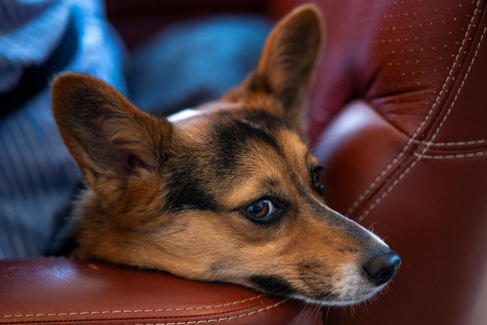 A dog waits in the comfort area to board a plane during a press event introducing Bark Air, an airline for dogs, at Republic Airport in East Farmingdale, New York, May 21, 2024. REUTERS/Eduardo Munoz