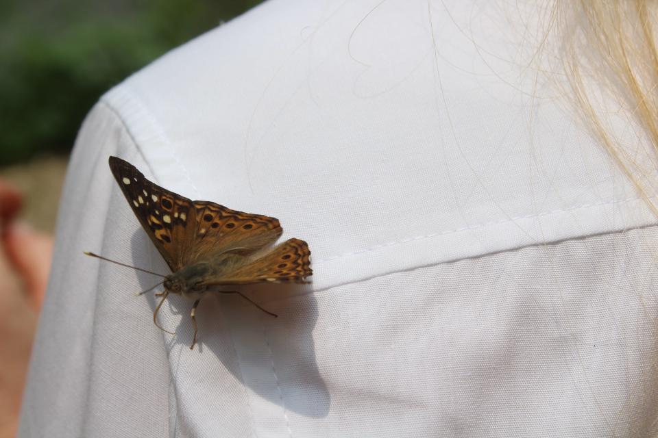 A butterfly lands on Ross County Park Director Myranda Vance at Kinnikinnick Fen Nature Preserve on June 28, 2023.