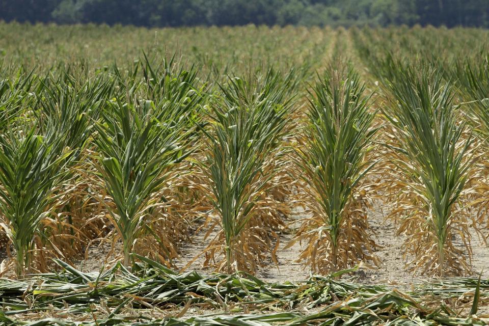 Drought and heat stricken corn is seen on Steve Niedbalski's farm before it is chopped down for feed Wednesday, July 11, 2012 in Nashville Ill. Farmers in parts of the Midwest, are dealing with the worst drought in nearly 25 years. (AP Photo/Seth Perlman)