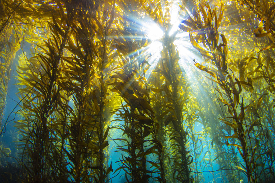 Keeping kelp forests healthy can have much broader benefits for humanity beyond food.<p>Getty Images</p>