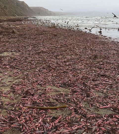 上千隻單環刺螠出現在加州海灘。（圖／翻攝自IG baynaturemagazine）