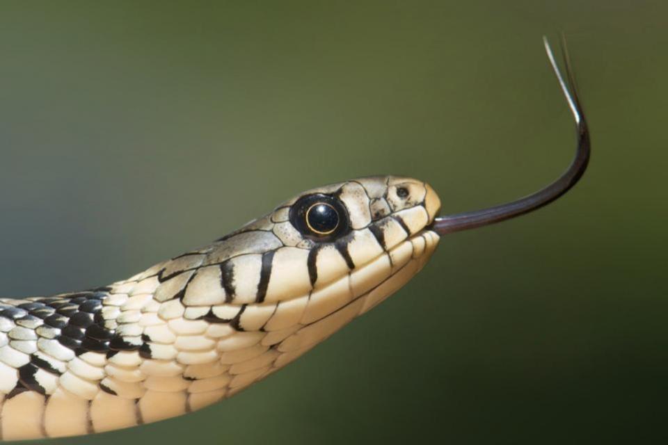 The Argus: Grass snakes are one of three snakes native to the UK.