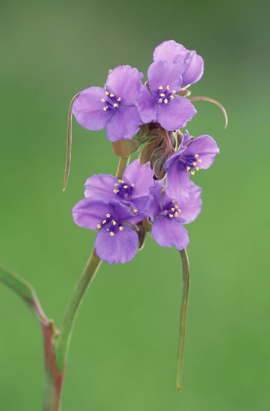 spiderwort shade plants perennials