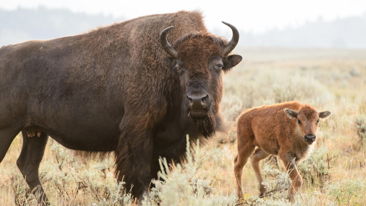  Bison and calf at Yellowstone National Park. 