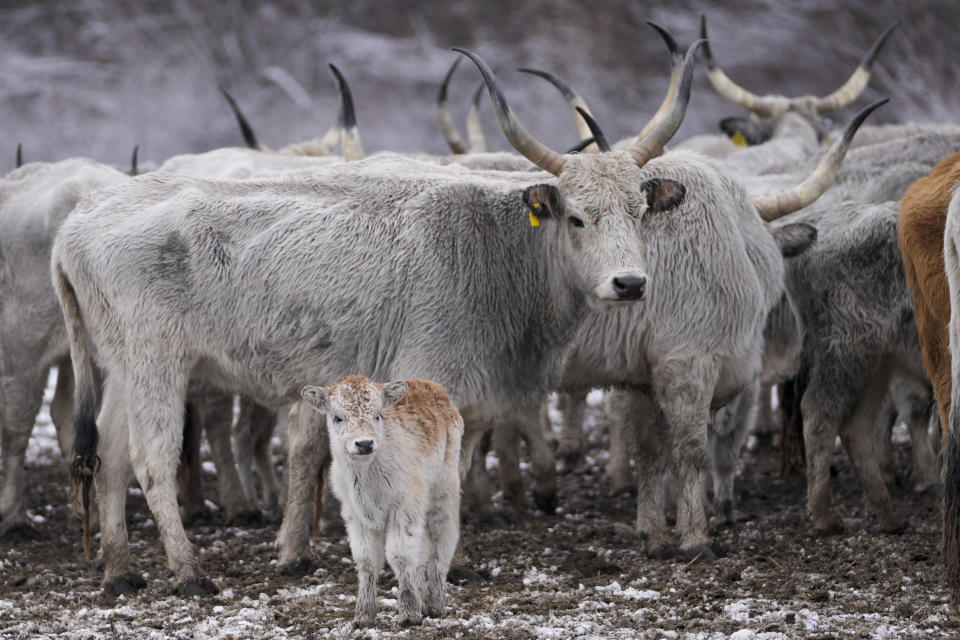 Cows stand on a flooded river island Krcedinska ada on Danube river, 50 kilometers north-west of Belgrade, Serbia, Tuesday, Jan. 9, 2024. After being trapped for days by high waters on the river island people evacuating cows and horses. (AP Photo/Darko Vojinovic)