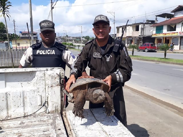 Officers with Ecuador’s Environmental Police hold a snapping turtle