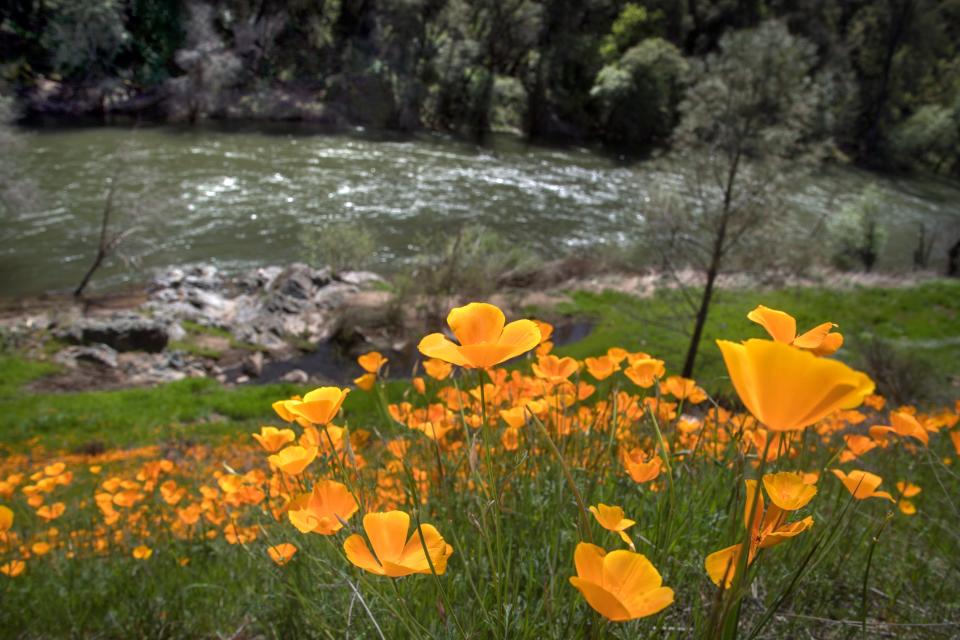 Poppies grow along the Mokelumne River along Electra Road south of Jackson on Apr. 10, 2019. This is an example of using a prominent foreground.