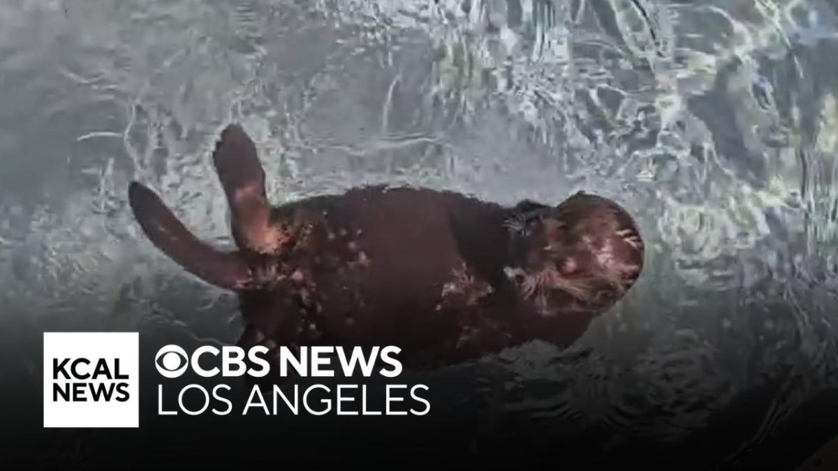 Aquarium of the Pacific is saving sea otters through surrogacy