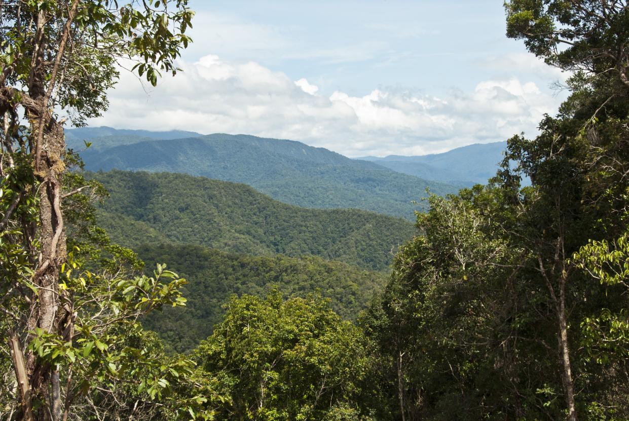 New Guinea is the most floristically diverse island in the world.