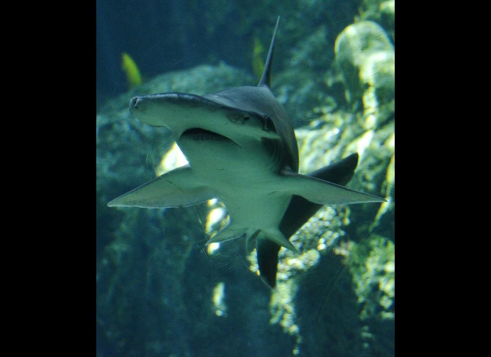 A Bonnethead shark swims at the Aquarium of the Pacific in Long Beach, California, on April 26, 2012.The Aquarium features a collection of over 11,000 animals representing over 500 different species. It focuses on the Pacific Ocean in three major permanent galleries, sunny Southern California and Baja, the frigid waters of the Northern Pacific and the colorful reefs of the Tropical Pacific.The non-profit Aquarium sees 1.5 million visitors a year and has a total staff of over 900 people including more than 300 employees and about 650 volunteers. (JOE KLAMAR/AFP/GettyImages)