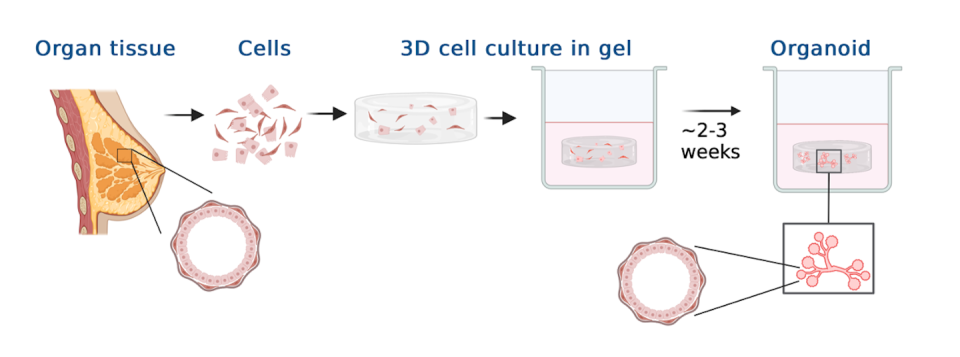 Diagram representing the generation of organoids from breast tissue