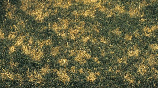 Dollar spot got its name from the early stages of the fungus, which resemble silver dollars. (Photo: Scotts)