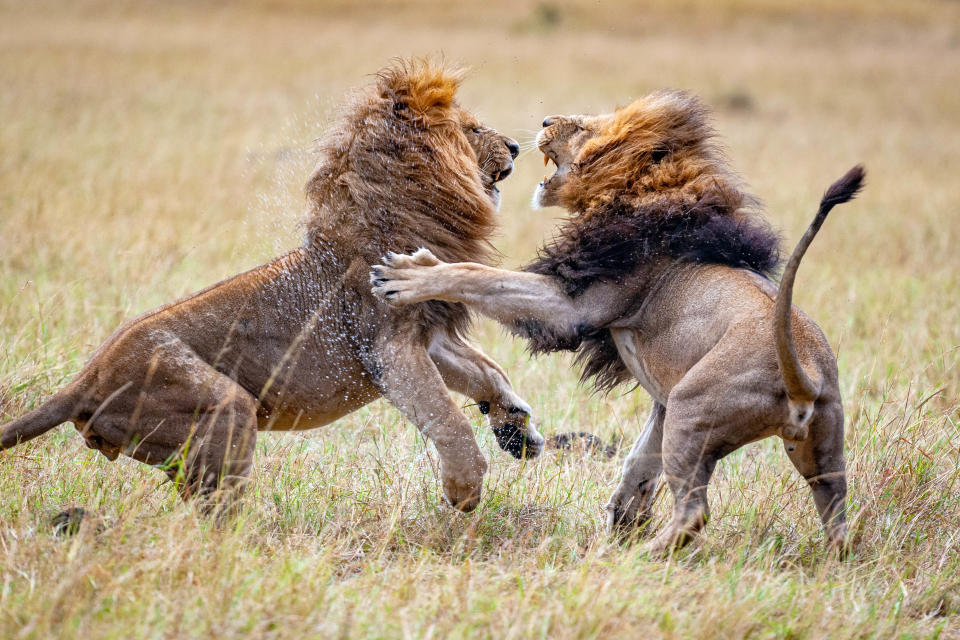 Die besten Tierfotos der Woche