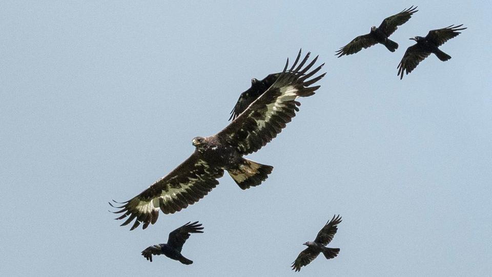 Merrick the golden eagle