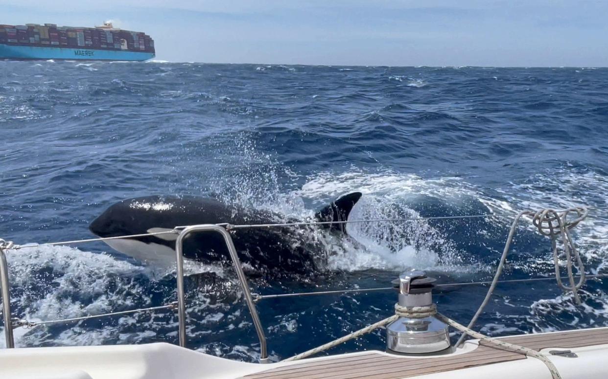 Killer whales attack a sailing boat off the coast of Morocco - Stephen Bidwell / SWNS