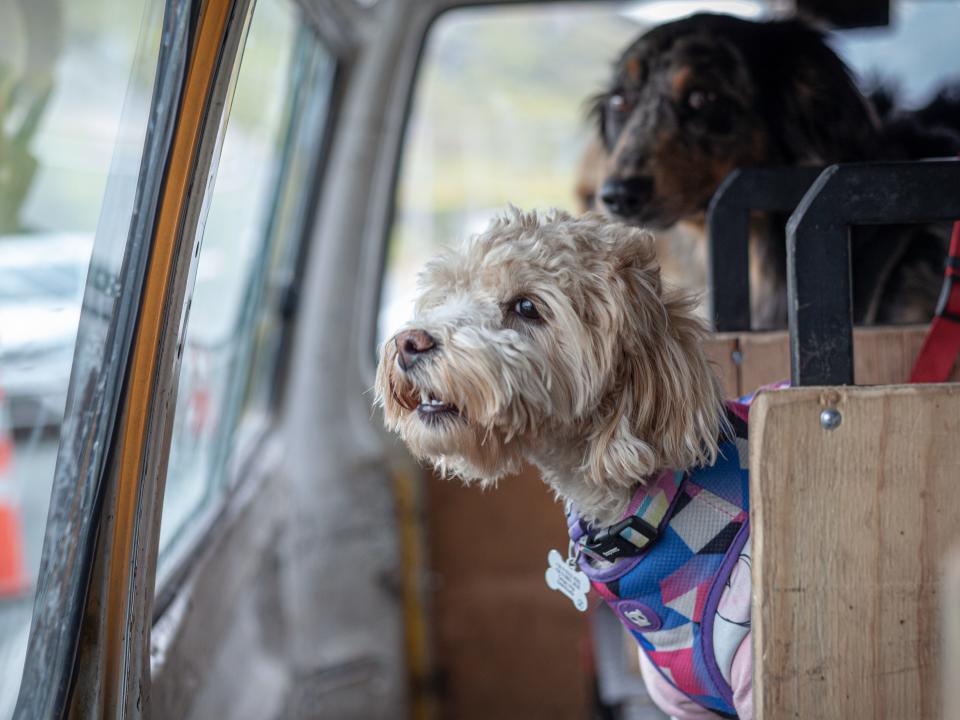 Dogs wait inside a school bus for their companions to take them to a school for dogs in Santiago, Chile, on September 23, 2022.