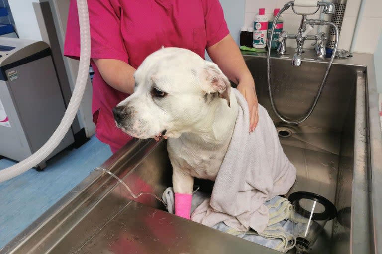 Dog owners have been urged to be extra vigilant as temperatures soar after vets had to save a puppy from the brink of death due to heatstroke.American Bulldog Finlay was left fighting for his life after his body temperature reached a life-threatening 42.2C (108F) during recent hot weather.It comes after Brits were warned to take care with the hottest July day ever recorded forecast for later this week.One-year-old Finlay - who was born with three legs - became overheated when his owner Shona McLaren took him to a park in Glasgow.Ms McLaren, 38, said: "I always bring water for Finlay to drink and keep his walks short."On this occasion, some children starting playing with him and he ran around for a few minutes."I saw him panting and was concerned that he might be getting too hot so decided to take him home to cool down."> Some exceptionally high temperatures 🌡️ are likely this week but how hot will it get? HeatwaveUK pic.twitter.com/i5woXICUez> > — Met Office (@metoffice) > > July 22, 2019It comes after Brits were warned to take care in the extremely hot weather with the hottest July day ever recorded forecast for later this week.Meteorologists are predicting temperatures of up to 37C, with records also set to be broken for heat during the night this week.Ms McLaren said her pet’s breathing became laboured and that he did not want to move.She added: "Then he collapsed completely and his eyes became glassy and his tongue started to turn blue. I've never been more scared in my life."Ms McLaren picked up her puppy and drove him straight to Glasgow East PDSA Pet Hospital, where he was rushed in for emergency treatment.Vets worked to bring his temperature down slowly to avoid shock and risking organ failure.His body was hosed down with cool water and he was on a drip and oxygen therapy.The dog was reunited with his owner after a "tense" couple of hours and has since recovered.Terri Steel, vet, said: "While any dog can suffer heatstroke, certain dogs are more at risk."Flat-faced breeds such as Bulldogs, Pugs and Shih Tzus are more likely to experience heatstroke as they can't cool down as effectively through panting, compared to dogs with a longer nose."So it's especially important to make sure they don't overheat in the first place."Obese dogs, those with very thick coats, dogs that are dressed up, very young pets, and those with breathing problems are also all at higher risk."The UK’s record temperature for July was set at Heathrow, west London, on July 1, 2015, when highs of 36.7C were reached.Forecaster Alex Burkill said there was a 50% chance Thursday’s scorcher could beat this, saying: "This is looking like a record-breaking week."There’s a strong chance we’ll hit an all-time maximum temperature for July on Thursday, and almost certain we’ll see the hottest day of the year so far."