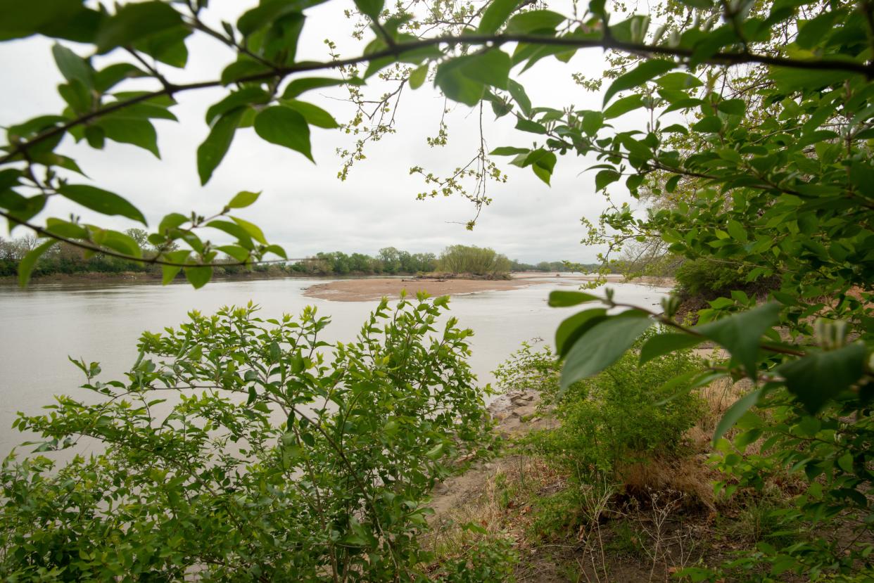 The invasive honeysuckle plant has taken over the banks of the Kansas River in the area of the boat ramp at Topeka's Kaw River State Park. A 28-month-long riverfront restoration program is being kicked off this week.