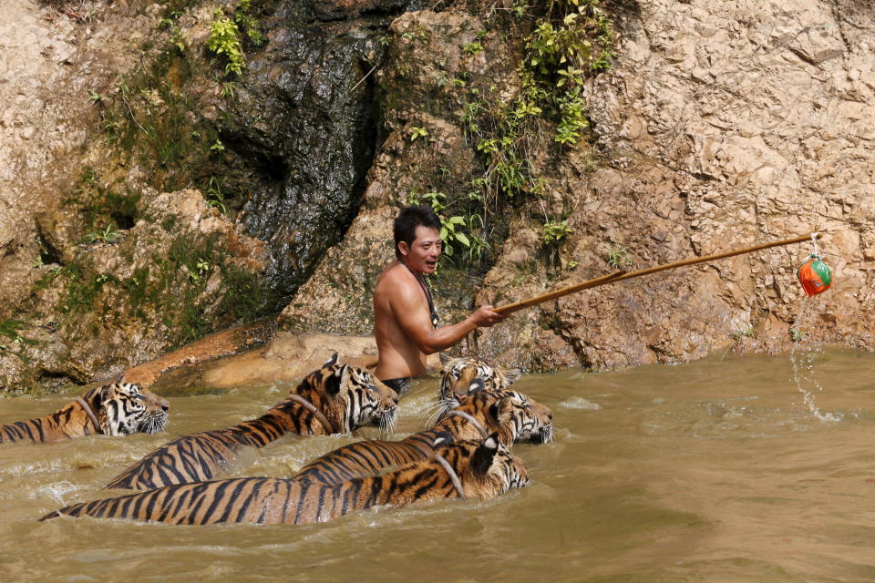 Several tigers swim while being trained at the Tiger Temple in Kanchanaburi Province, west of Bangkok, in February 2016. (Photo: Chaiwat Subprasom / Reuters)